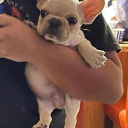 French Bulldog and Labrador Retriever Puppies from Desiree Ortiz's French Bull Dogs and Labrador Retrievers