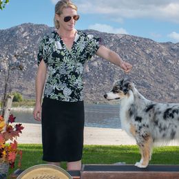 Miniature American Shepherds from Destiny Aussies