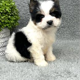 Yorkshire Terrier puppies from Bristy’s Pampered Pups
