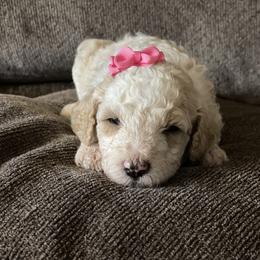 Bernedoodle Puppies from Northern NY Bernedoodles