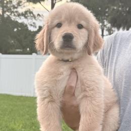 Rebel- Female Golden Retriever- Yellow Collar -Ready for the Right Home - Golden female Golden Retriever puppy in Port St Lucie, Florida from Nirvana Goldens
