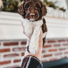 Bernedoodle, Goldendoodle, and Poodle Puppies from Northwest Pups