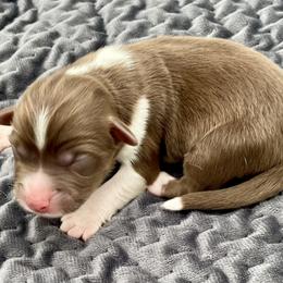 Helion - Red & white male Miniature American Shepherd puppy in Damascus, Oregon from Rebel Soul Minis