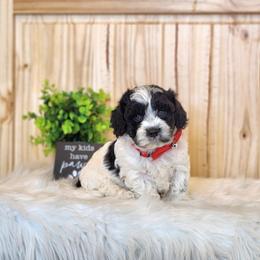 F1B Meet Wesley :) - Black and white male Cavapoo puppy in Centerville, Iowa from Barnyard Dachshunds, Dals & Doodles