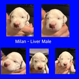 Milan - White and liver brown male Dalmatian puppy in Lakewood, Colorado from Hapi-Dal Dalmatians and Primetime Whippets