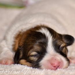 Cherry - Red female Pembroke Welsh Corgi puppy in East Canton, Ohio from Victorian Farms