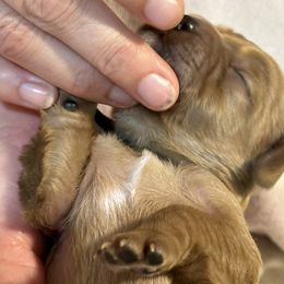Cavalier King Charles Spaniel and Cavapoo Puppies from Boyd Cavapoo & Cavalier Puppies
