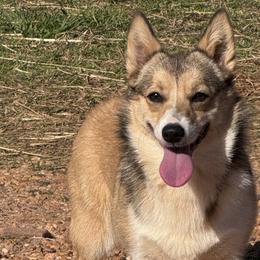 American Bullies and Pembroke Welsh Corgis from A&M K9’s