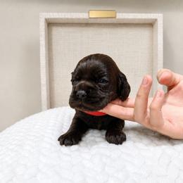 Willow - Brown female Cocker Spaniel puppy in Corcoran, California from Sweetheart Cockers
