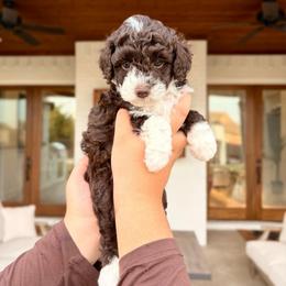 Denver - Brown and white male Aussiedoodle puppy in Allen, Texas from Calena’s Doodles