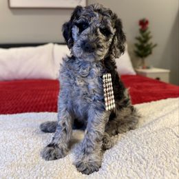 Jack Skellington - Merle male Labradoodle puppy in Adams, Nebraska from Boxcar Doodles and Poodles