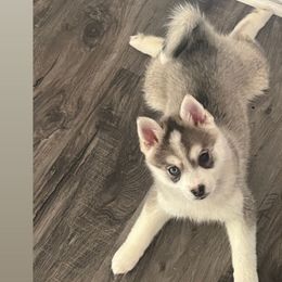 Xena - Silver and white Pomsky puppy in Saint Paris, Ohio from PomskyParadise