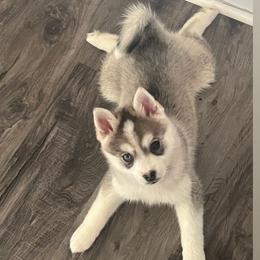 Xena - Silver and white Pomsky puppy in Saint Paris, Ohio from PomskyParadise
