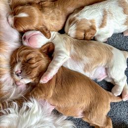 Cavalier King Charles Spaniel Puppies from Emerald Grove Puppies