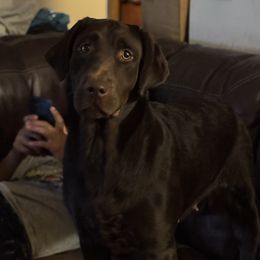 Jolene - Labrador Retriever