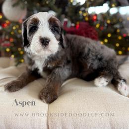 Aspen - Blue merle female Bernedoodle puppy in Murrieta, California from Brookside Bernedoodles