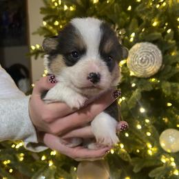 Boy 4 - Black and tan male Pembroke Welsh Corgi puppy in Honey Grove, Texas from JK Ranch Corgis