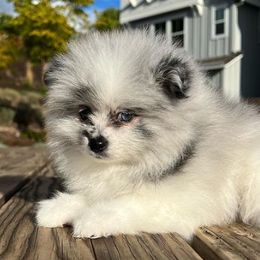 Pomeranians from Bay Area Designer Poms