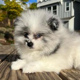 Pomeranians from Bay Area Designer Poms