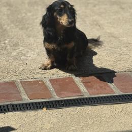 Pru - Dachshund