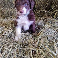 Bordoodle Puppies from Brisby Bordoodles