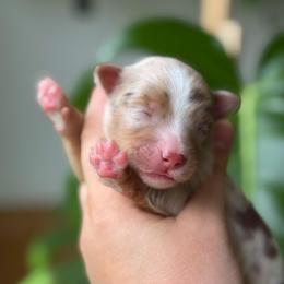 Ziggy - Red merle male Toy Australian Shepherd puppy in Quincy, Michigan from Ivy Meadows and Friends