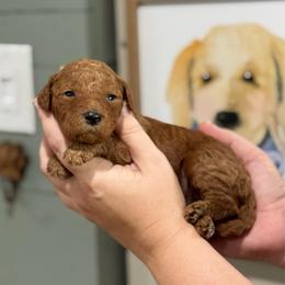 Dolly - Red  female Goldendoodle puppy in Wharton, Texas from Little Fur Friends
