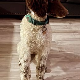 Poodles from Elliotts Elite Puppy Boutique