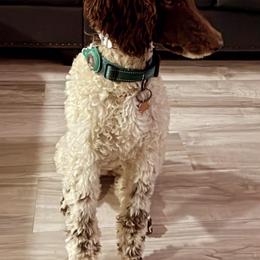 Poodles from Elliotts Elite Puppy Boutique