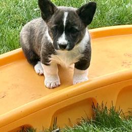 American Corgi Puppies from Patriot American Corgi