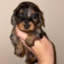 Lainey - Dapple female Dachshund puppy in Goldthwaite, Texas from Mini Mama Dachshunds