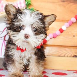 Boone - Chocolate, tan and white male Yorkshire Terrier puppy in Hugo, Oklahoma from Ann R.