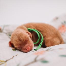 Green Boy Cavapoo - Apricot male Cavapoo puppy in Mckinney, Texas from Doodles of North Tx