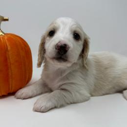 Sebastian - Piebald male Dachshund puppy in Pulaski, Tennessee from Billboard Doxies