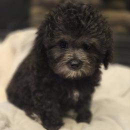 Poodle Puppies from Caboodles Of Poodles