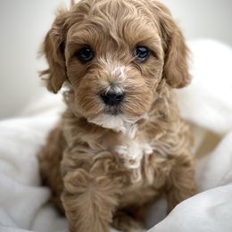 Australian Labradoodle Puppies from Grand Peaks Labradoodles
