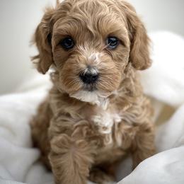 Australian Labradoodle Puppies from Grand Peaks Labradoodles