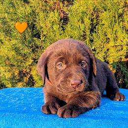 Orange Collar - Chocolate male Labrador Retriever puppy in Yucca Valley, California from Beachn Ranch