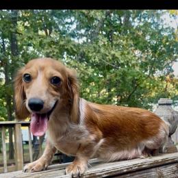 Skye - Dachshund