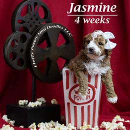 Jasmine (Light Blue Collar) girl - Red  female Goldendoodle puppy in Corona, California from Fluffy Puppy Mini Doodles LLC
