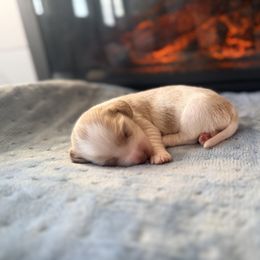 Kirsten - Piebald female Dachshund puppy in Marion, Ohio from Doodles & Doxies