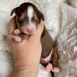 Boy 1 - male Bernedoodle puppy in Superior, Arizona from Mountain Bridge Doodles