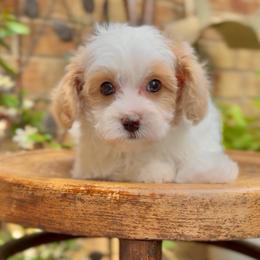 Penelope - Blenheim female Cavapoo puppy in Arlington, Texas from Van Haselen Poodles and Doodles