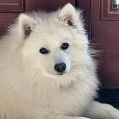 Kenji - Japanese Spitz