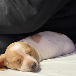 Royal - Cream male Dachshund puppy in Nampa, Idaho from 208 Dox Dynasty