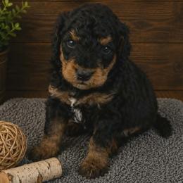 River- Light Blue Collar - Black phantom male Aussiedoodle puppy in Grand Blanc, Michigan from B's Aussiedoodles