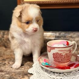Spice - Red merle female Toy Australian Shepherd puppy in Blacksburg, South Carolina from Blue’s Family Aussies