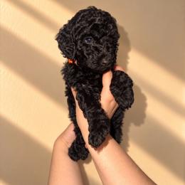 Jack - Orange Collar Boy - Black male Goldendoodle puppy in Yakima, Washington from HoneyPaw Doodles
