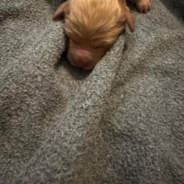 Boy 3 - Apricot male Goldendoodle puppy in Golden, Colorado from Golden Mesa Doodles