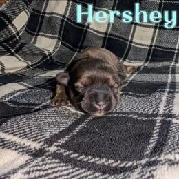 Hershey - Chocolate brindle male Havanese puppy in Moulton, Alabama from LaBeouf Havanese’s